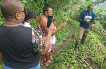 Jamaica's Blue Mountains tour with coffee estate visit