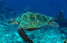 Surin Islands catamaran tour with snorkelling and lunch from Khao Lak