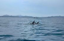 Dolphin watching RIB tour to Capo Figari from Olbia