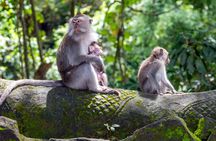 Sacred jungle and scenic terraces trip