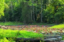Surin Islands 3-reef snorkel masterpiece from Khao Lak