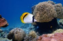Surin Islands 3-reef snorkel masterpiece from Khao Lak