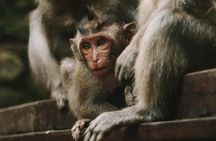 Full-day private guided tour of Ubud