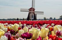 Discover tulips in Keukenhof and take 5 flowers home