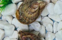 Akoya pearl experience with pick-your-own pearl