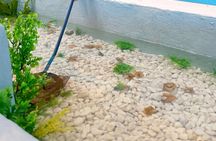 Tenerife pearl experience with freshwater pearl pick and set