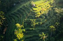 Ubud highlights and waterfalls guided tour