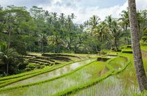 Ubud highlights and waterfalls guided tour