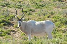 Half-day wildlife and nature tour from Agadir or Taghazout