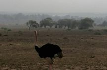 Half-day wildlife and nature tour from Agadir or Taghazout