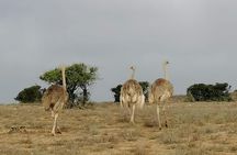 Half-day wildlife and nature tour from Agadir or Taghazout