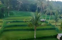 Tetebatu full-day eco tour