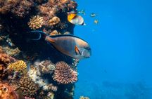 Blue Lagoon and Tanjung Jepun snorkelling experience with lunch