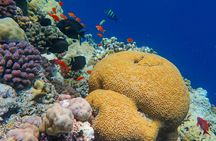 Blue Lagoon and Tanjung Jepun snorkelling experience with lunch