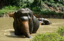 Morning guided tour at hidden forest elephant reserve in Chalong