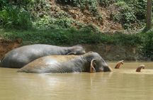Morning guided tour at hidden forest elephant reserve in Chalong