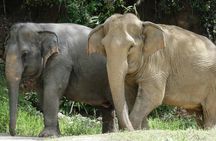 Morning guided tour at hidden forest elephant reserve in Chalong
