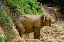 Afternoon guided tour at hidden forest elephant reserve in Chalong
