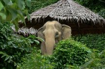 Afternoon guided tour at hidden forest elephant reserve in Chalong