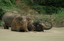 Afternoon guided tour at hidden forest elephant reserve in Chalong