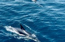 Guided dolphin watching tour in Lagos