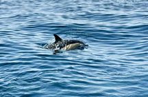 Guided dolphin watching tour in Lagos