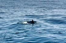Guided dolphin watching tour in Lagos