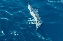 Guided dolphin watching tour in Lagos