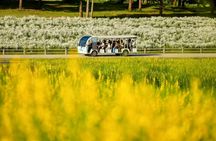 Chiang Rai Singha Park and Temple tour with private van charter