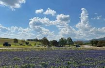 Chiang Rai Singha Park and Temple tour with private van charter