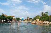 Dolphin encounter ticket