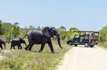Kruger National Park full-day safari from Hazyview