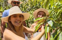 Hands-on experience at an avocado farm with local menu and wine