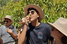 Hands-on experience at an avocado farm with local menu and wine