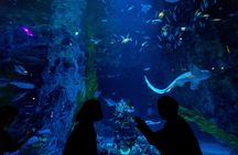 Dubai premium pass with 5 attractions and audio guide