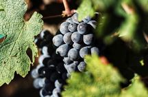 Guided tour and wine tasting in Chianti Classico