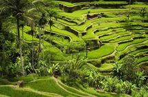 Full-day private guided tour of Ubud