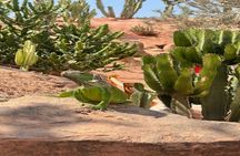 Agadir Crocopark entrance and Sunset View in cable car