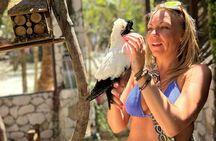 Green Turtle Cay, Pigs Island and Rose Island Tour