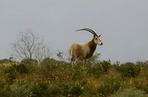 Half-day wildlife and nature tour from Agadir or Taghazout