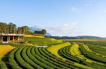 Chiang Rai Singha Park and Temple tour with private van charter