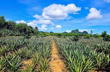 Half-day Klong Root kayak experience with pineapple farm tour
