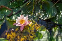 2-hours canoe tour through Waterland with a local guide