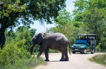 Kruger National Park morning safari from Hazyview