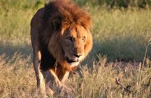 Kruger National Park morning safari from Hazyview