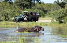 Kruger National Park afternoon safari from Hazyview