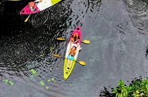 Klong Root kayak, eco printing, rubber tapping and pineapple farm tour