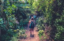 Full-day hiking experience in the rainforest