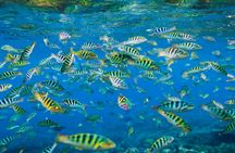 Snorkelling in Nusa Penida 4 points