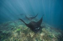 Snorkelling in Nusa Penida 4 points